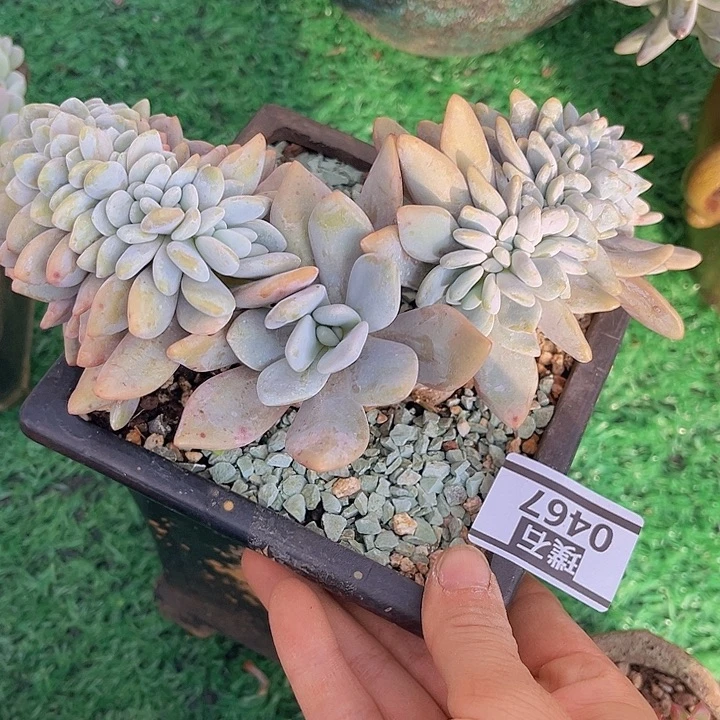 粉兔缀0467多肉植物