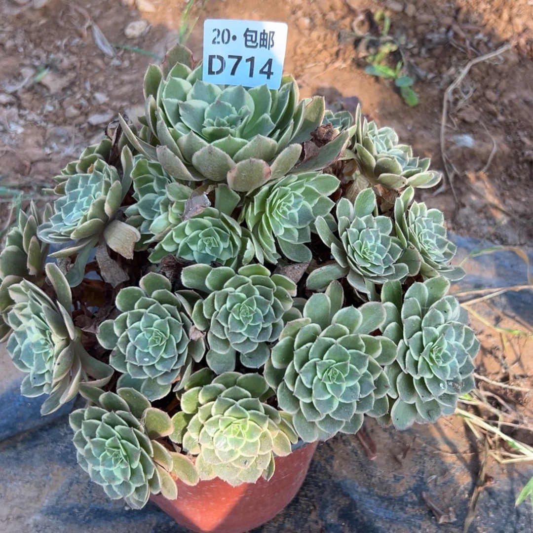 714粉花妖，多肉法师