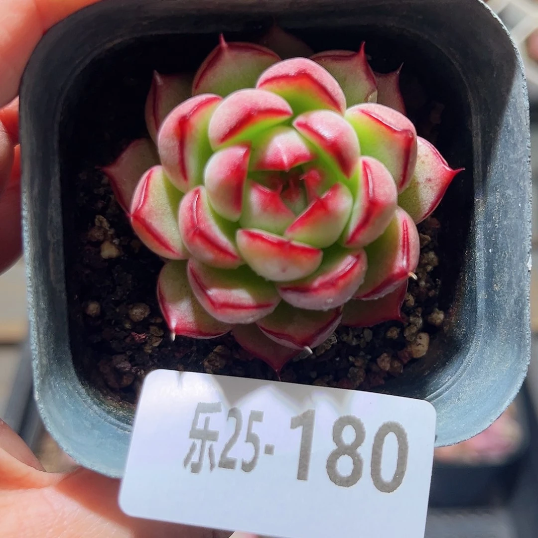乐25-180 新品单头