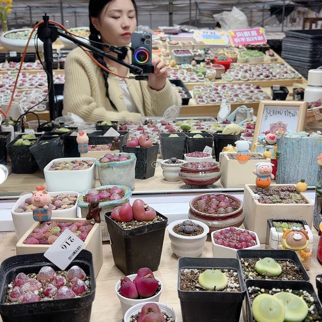 【闪购商品】大***糖10元超毛x2