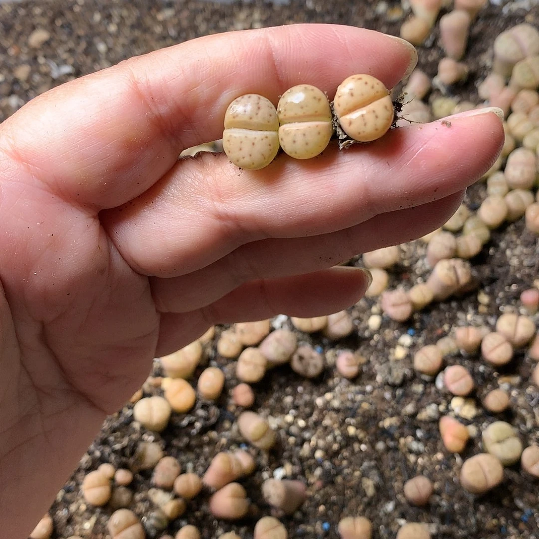 A168多肉植物保护