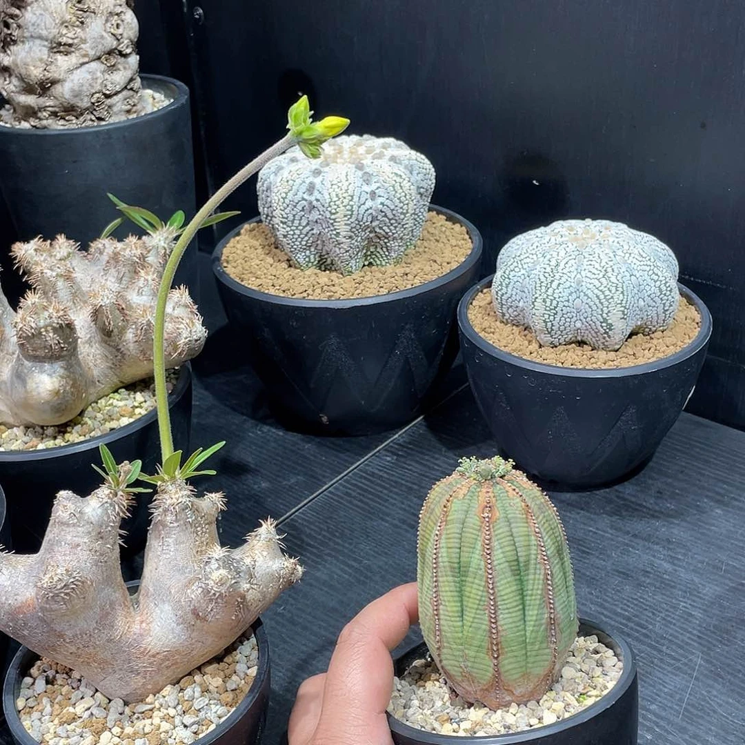 布纹球带盆包邮哦