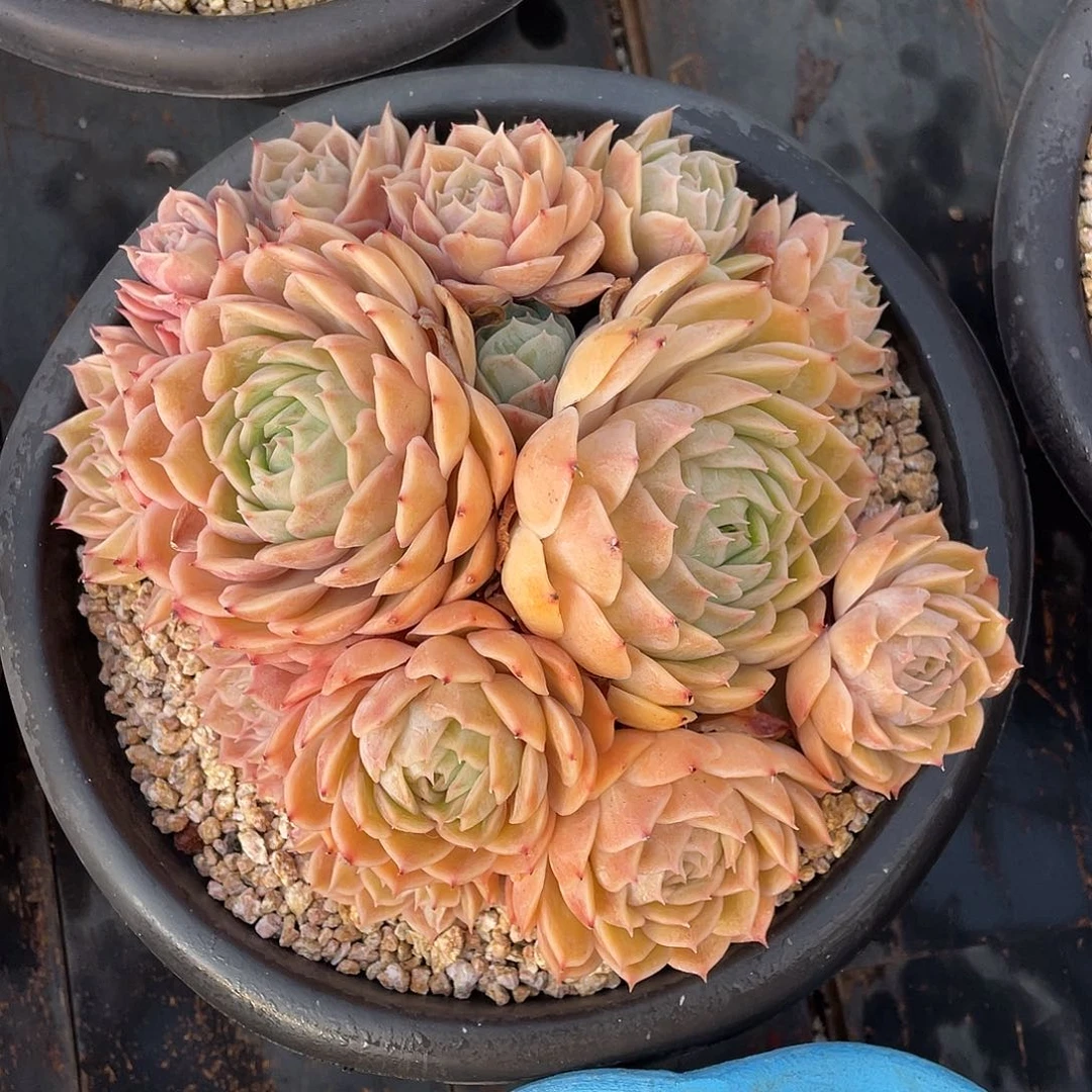 多肉植物一物一拍