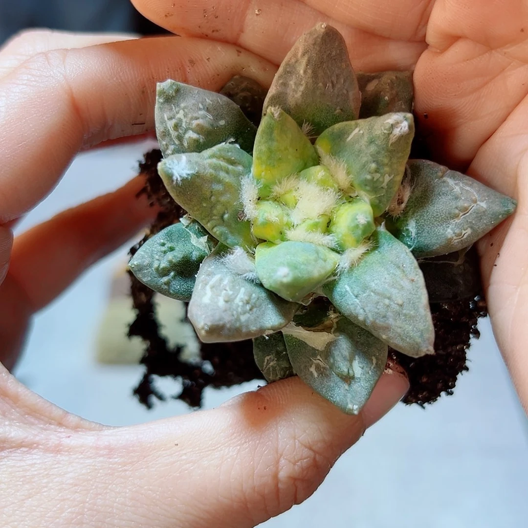 32号自根龙角怒带筋5.2公分