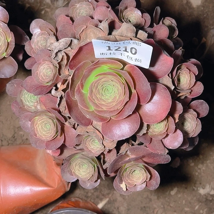 1210魅金玫瑰多肉植物