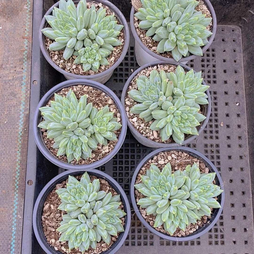 1023-34-青花瓷福利一颗量拍