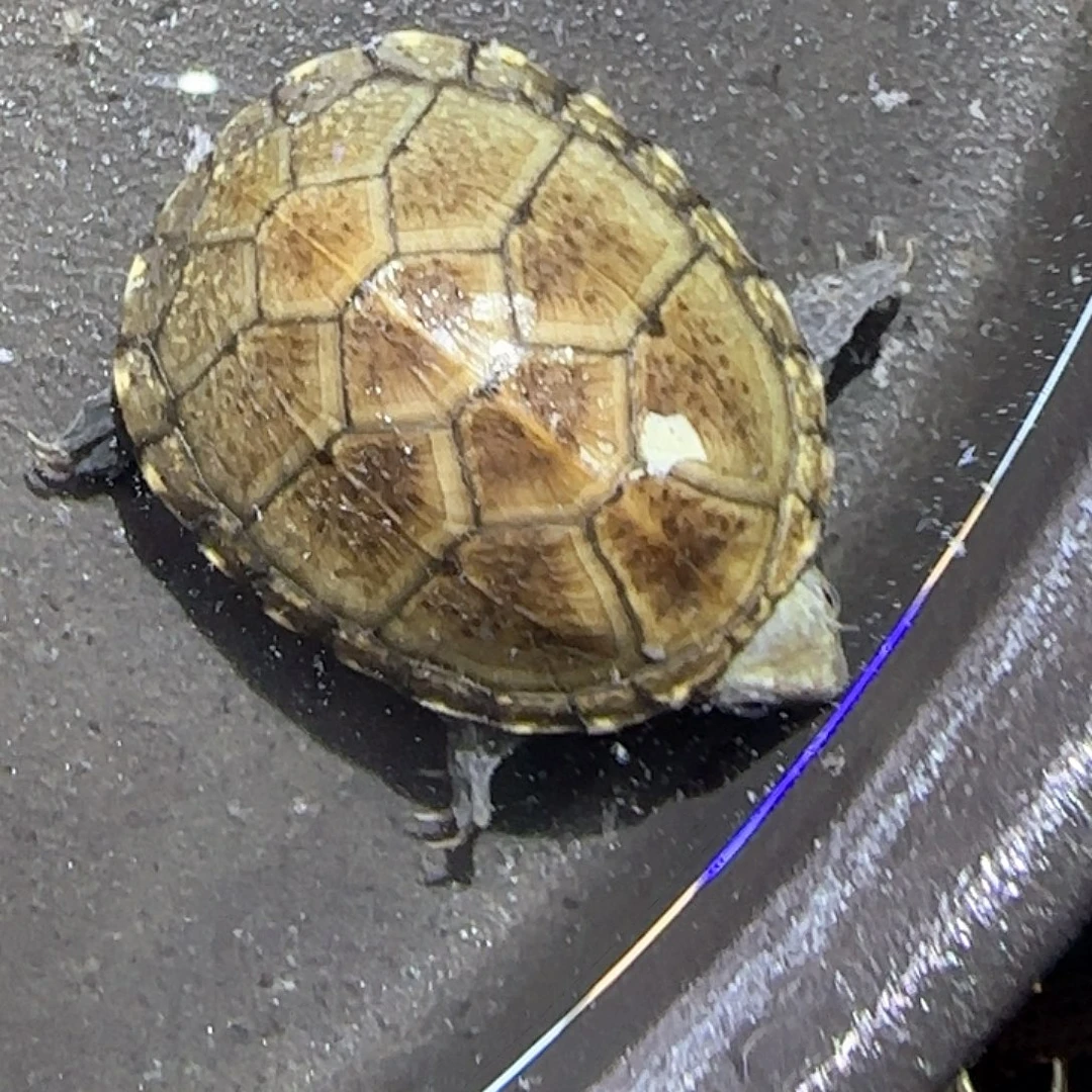 龟***爷蛋龟不分公母头盔蛋龟3.1厘米左右个少个指甲根在