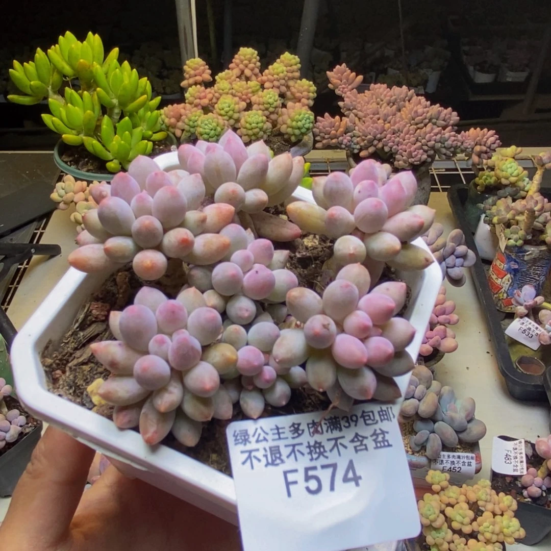 574婴儿手指多肉7cm