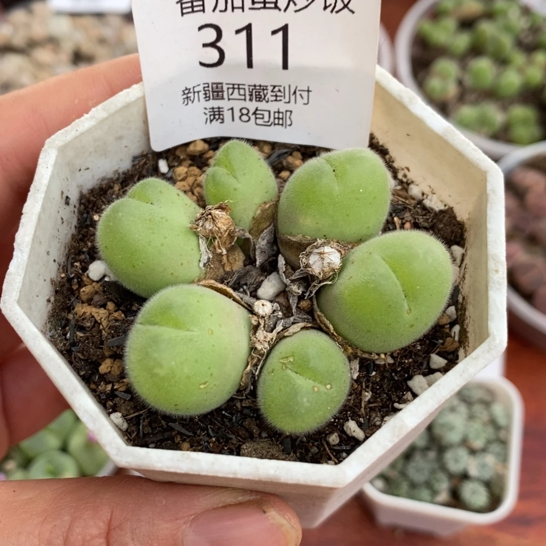 感谢您的支持，00311