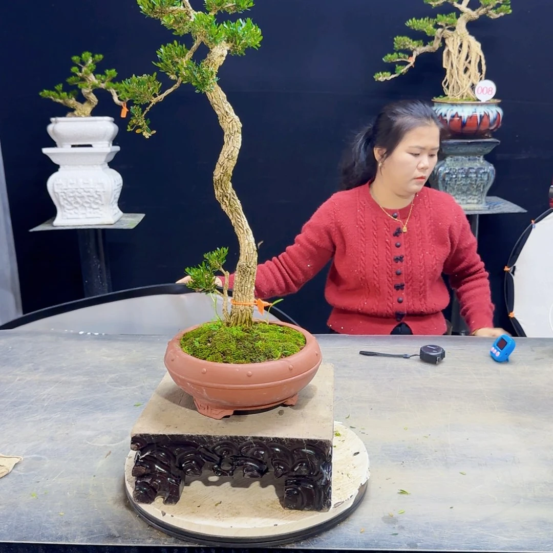 高端黄杨盆景艺术