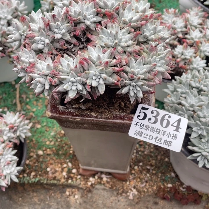 364号白菊多肉植物