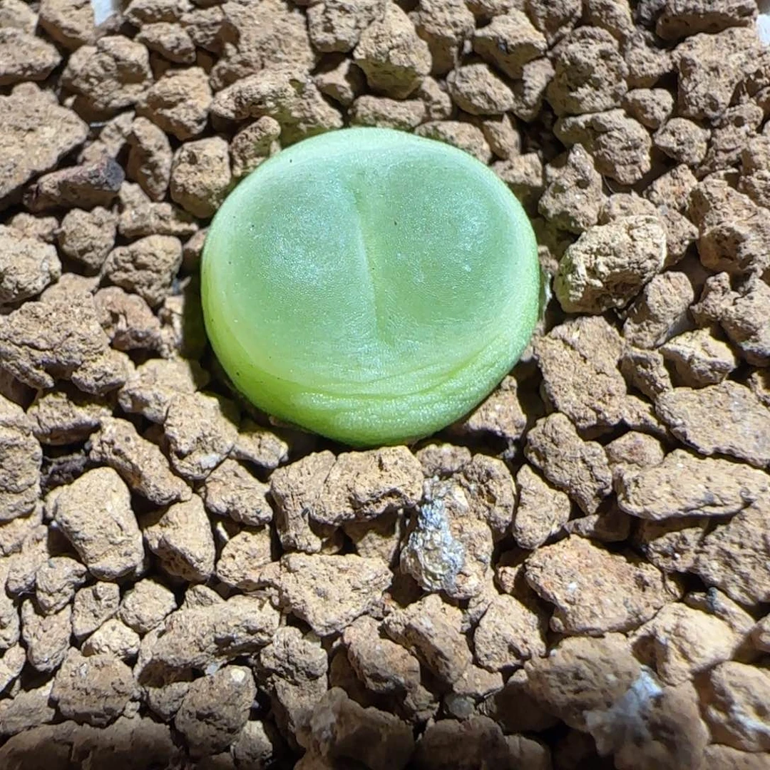 肉锥多肉植物组合-sh1200拉登658