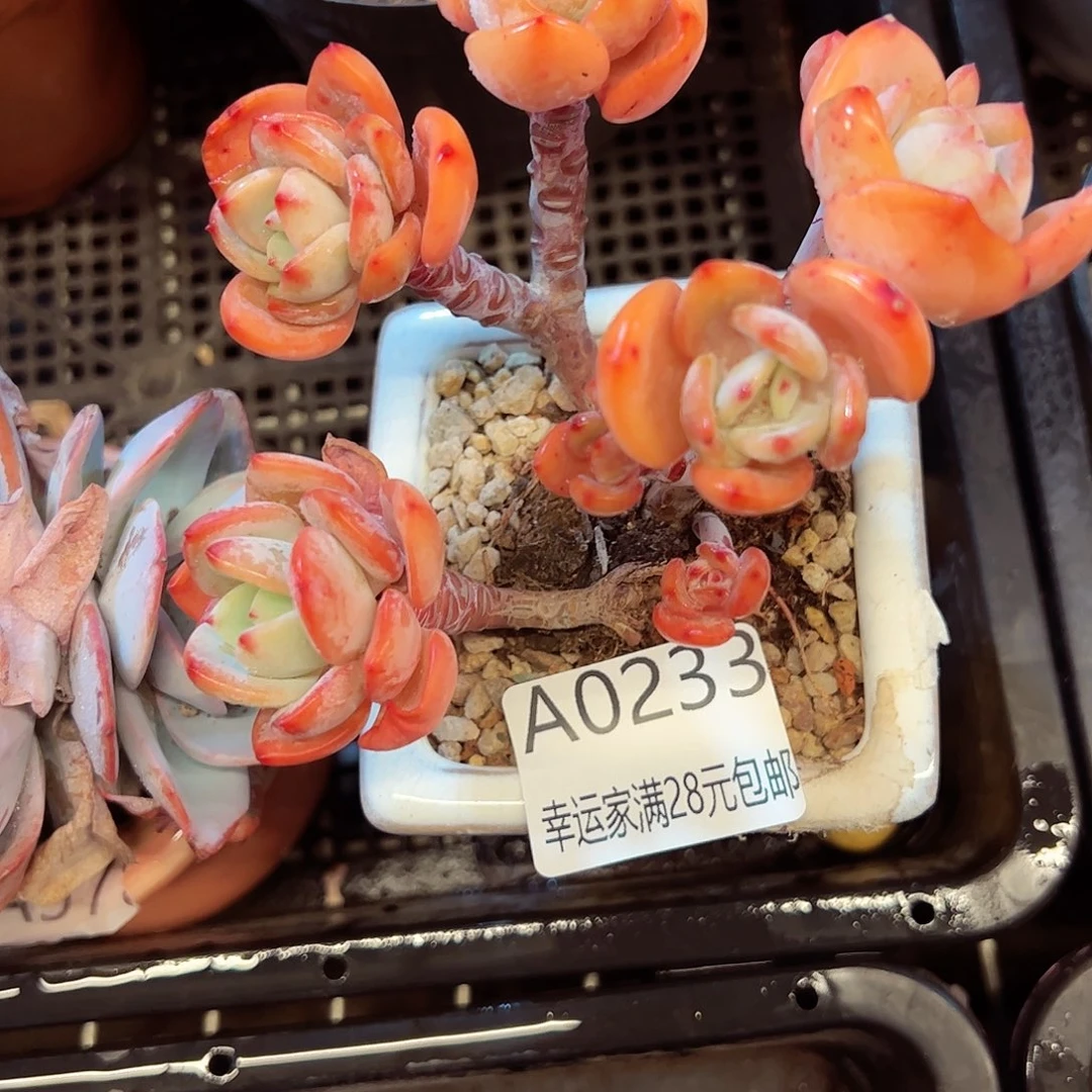 幸运的是我的朋友