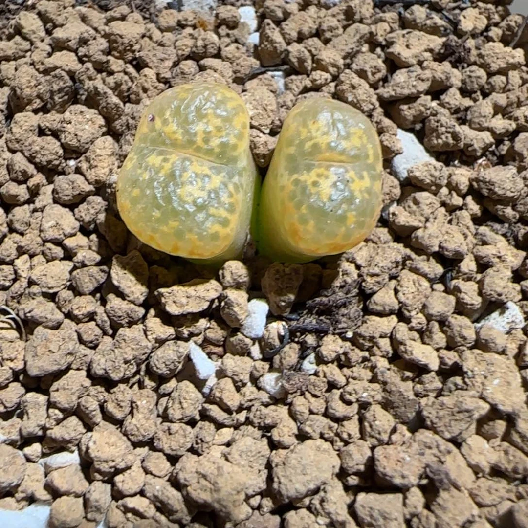 肉锥多肉植物组合-k勋988