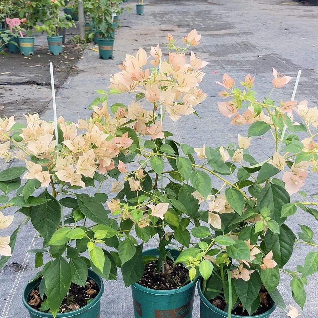 当前无花栽培后可以开花暗班马斯一颗