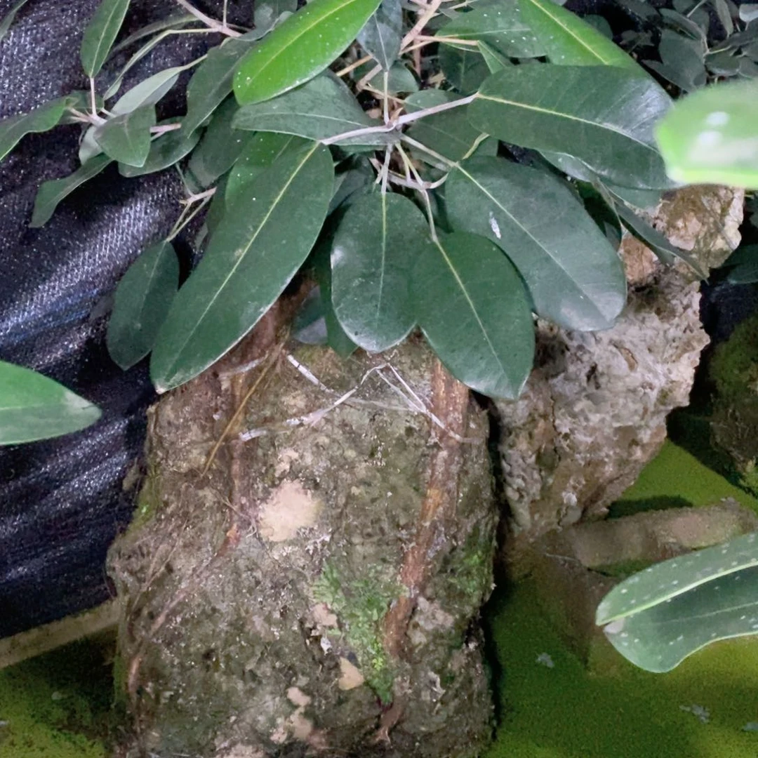 无花朵大叶榕吸水石