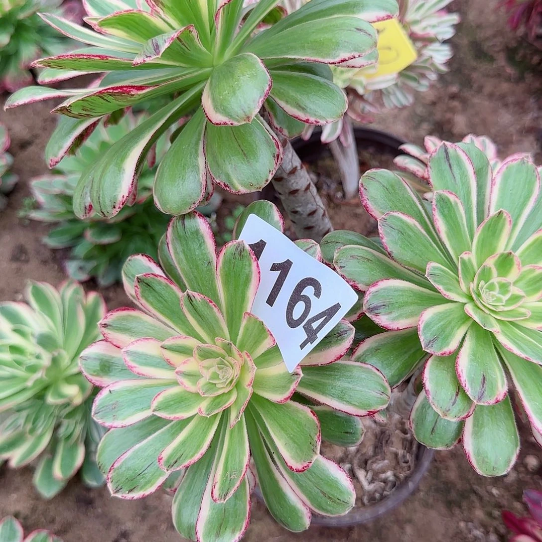 1164---2--多头多肉植物