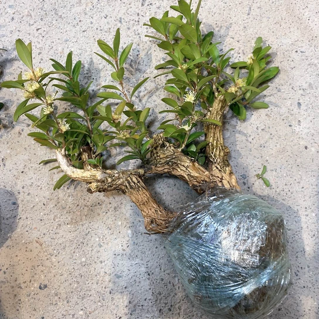 红陶W*一起为梦想而加油啊