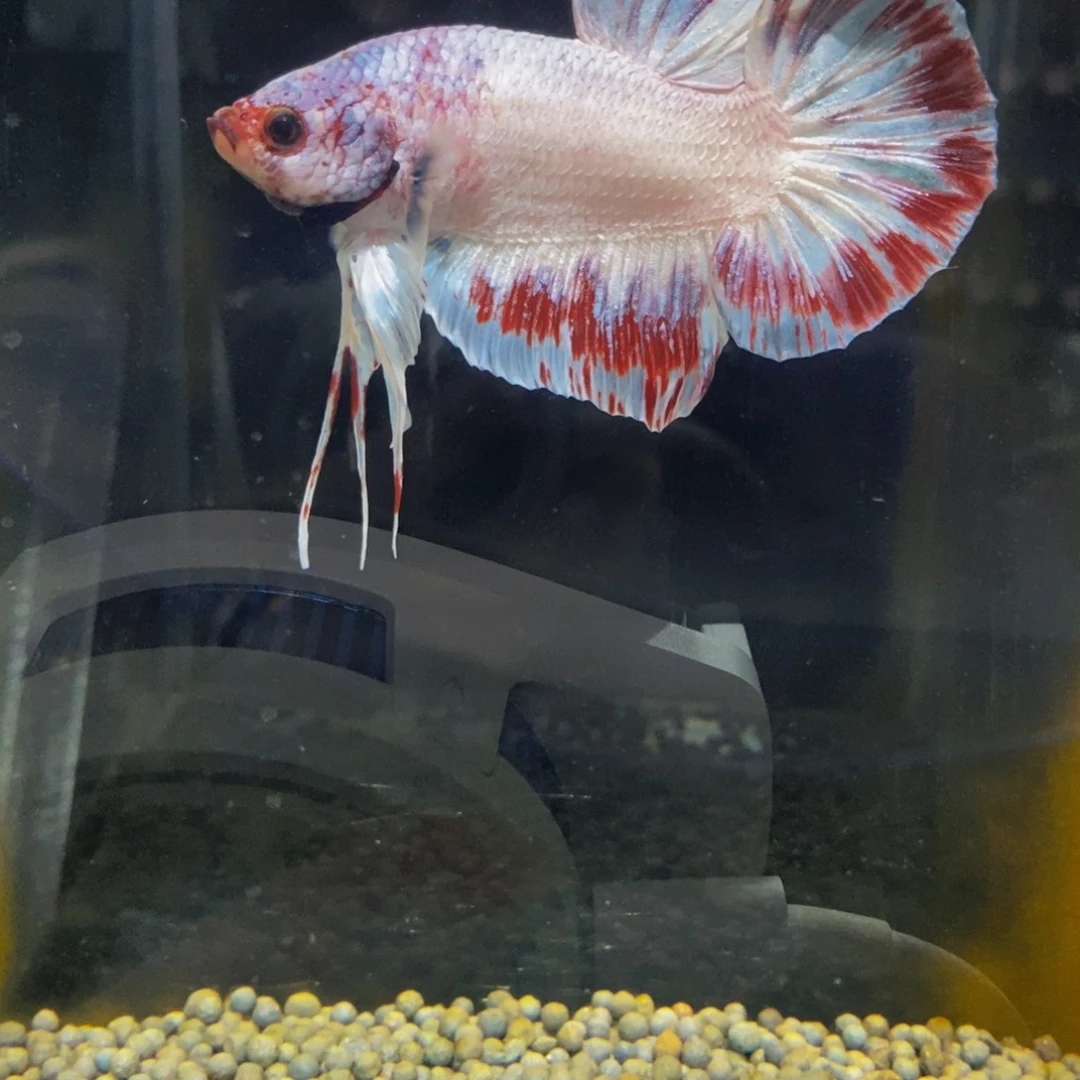 斗鱼256巨斗11111
