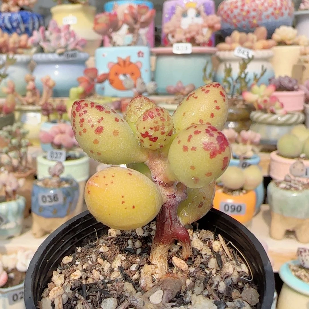 胖胖的小黄鱼 盆口4cm