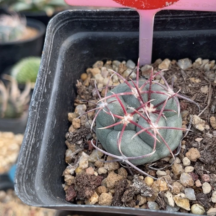 实生高木菲冠龙012800000