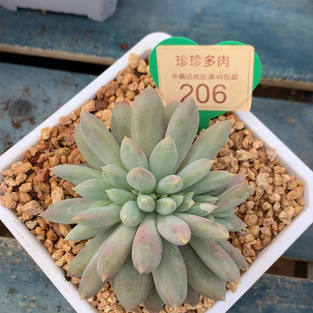 哥特萝莉缀化一物一拍206