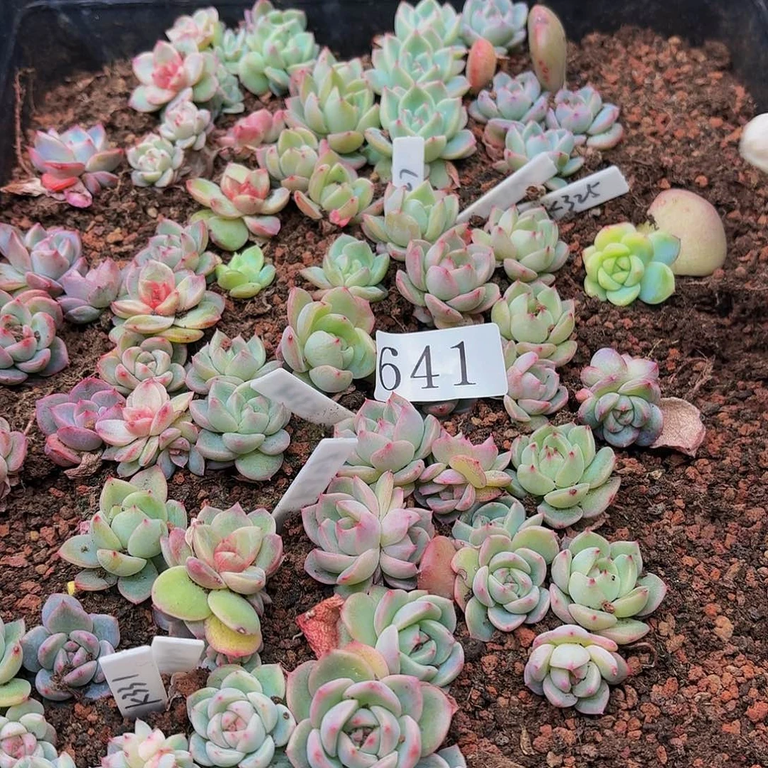 @*左多肉植物多肉植物641