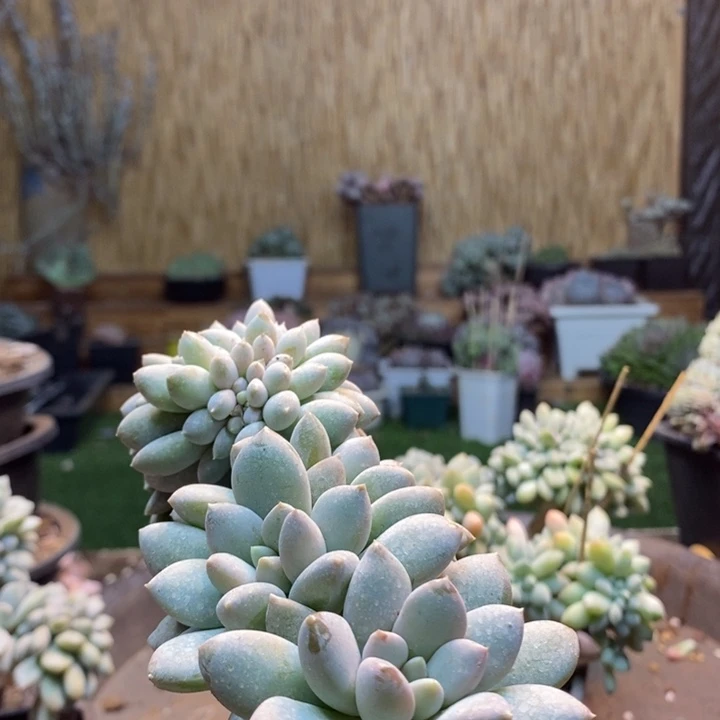 雕***光327 号奶糖多肉植物