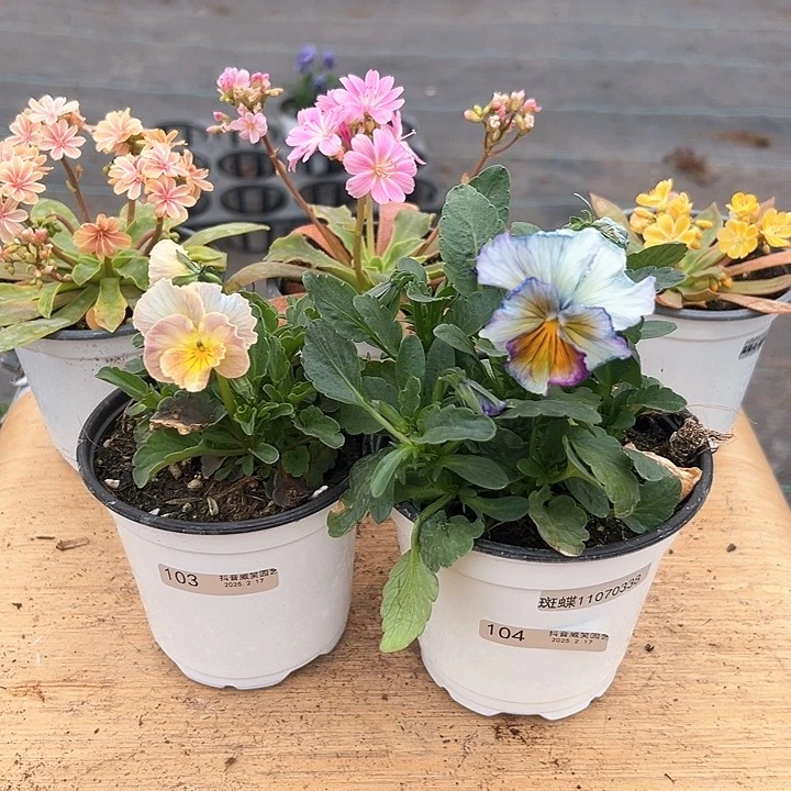 水晶抖音直播闪拍103/104