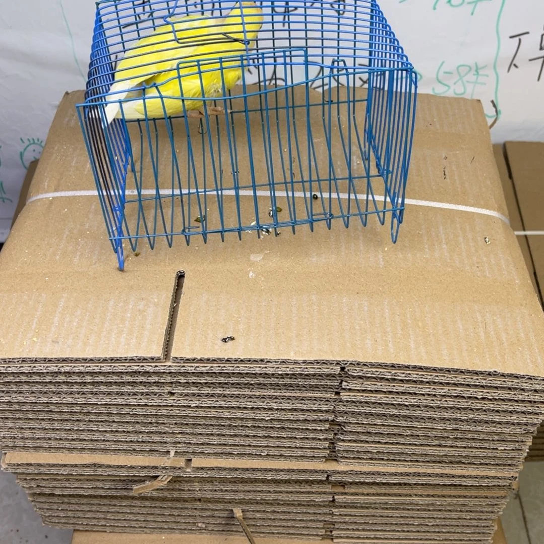 虎皮鹦鹉牡丹一只