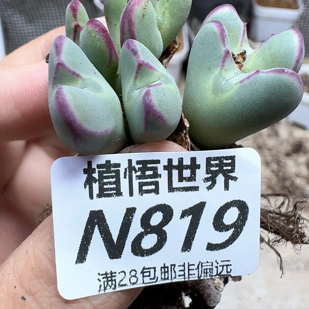 多肉植物的润泽需