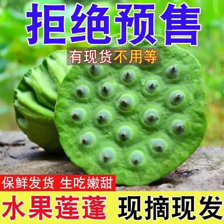 新鲜现摘现发嫩莲蓬当季应季水果清甜爽口可生吃莲子鲜嫩多汁