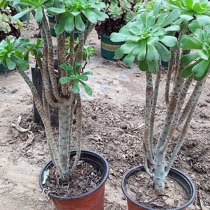 圆始绿老桩35元老客户