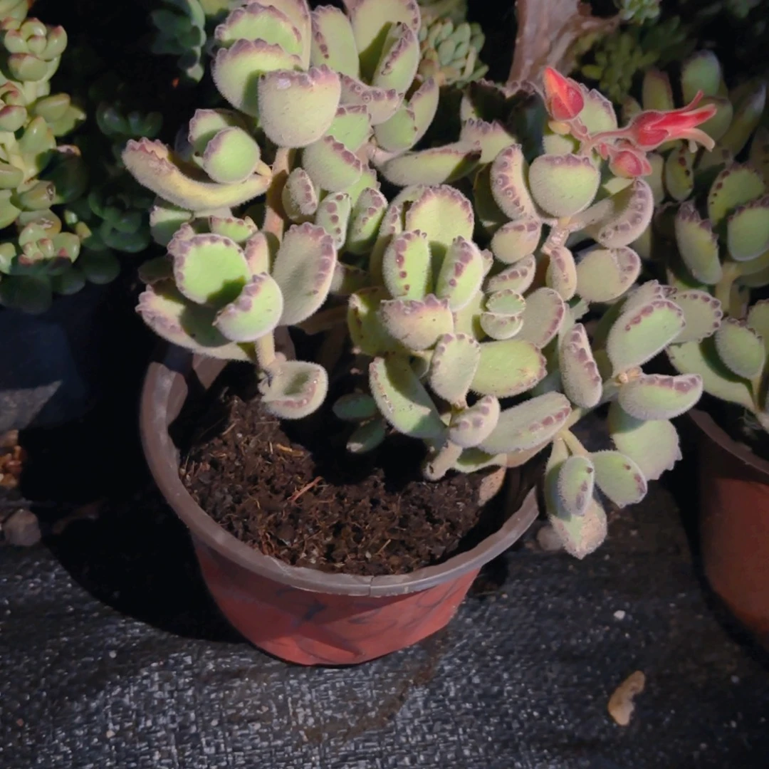 熊童子新疆包邮老桩12cm