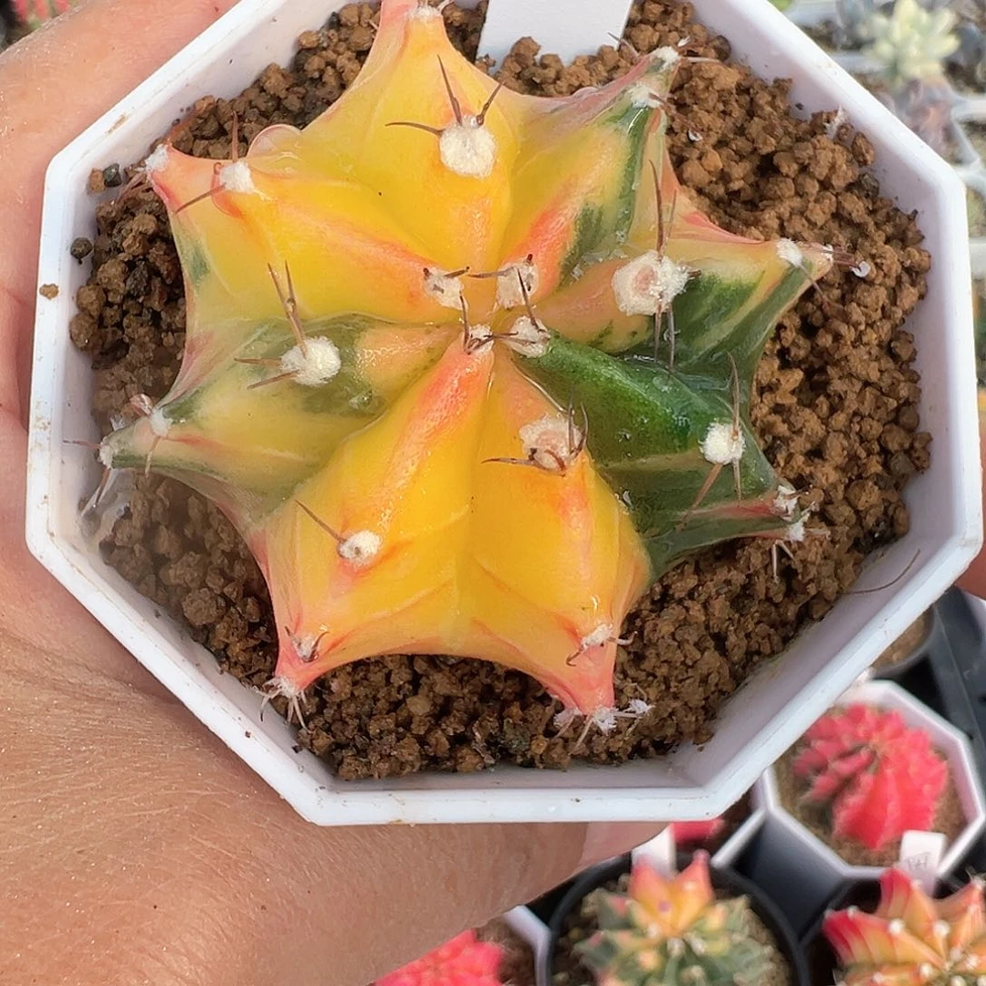 276-米哈仙人球锦带盆土发货