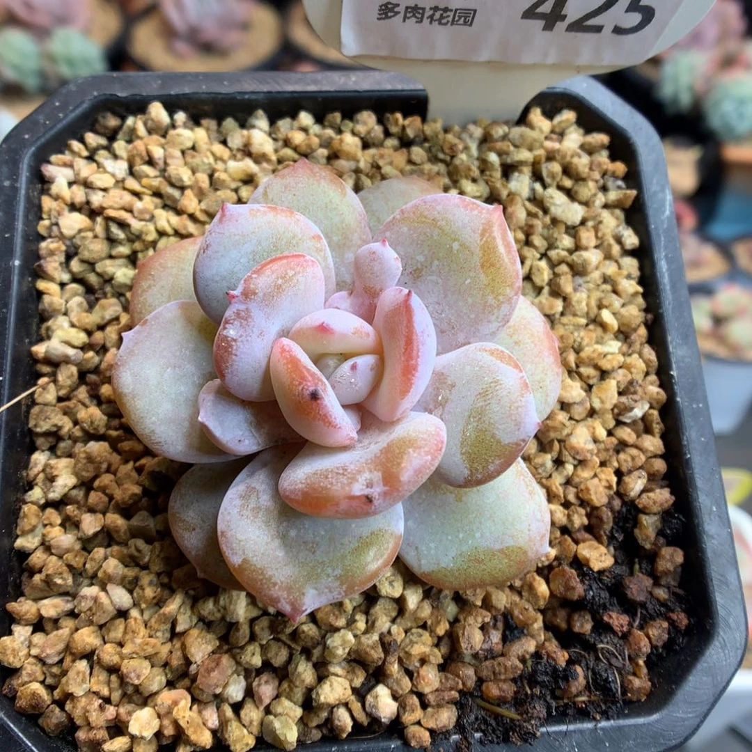 425奶茶多肉植植物