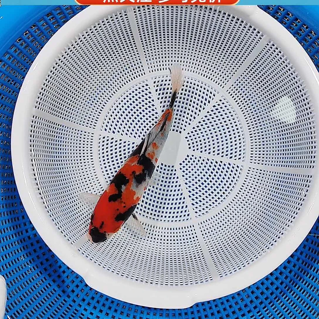 锦鲤完成度较高 昭和 头版宽