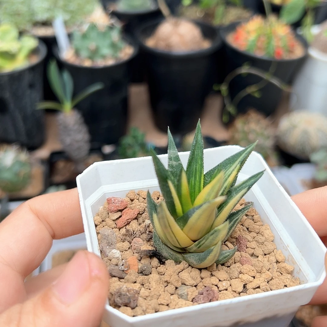 象牙塔黄锦一颗一颗