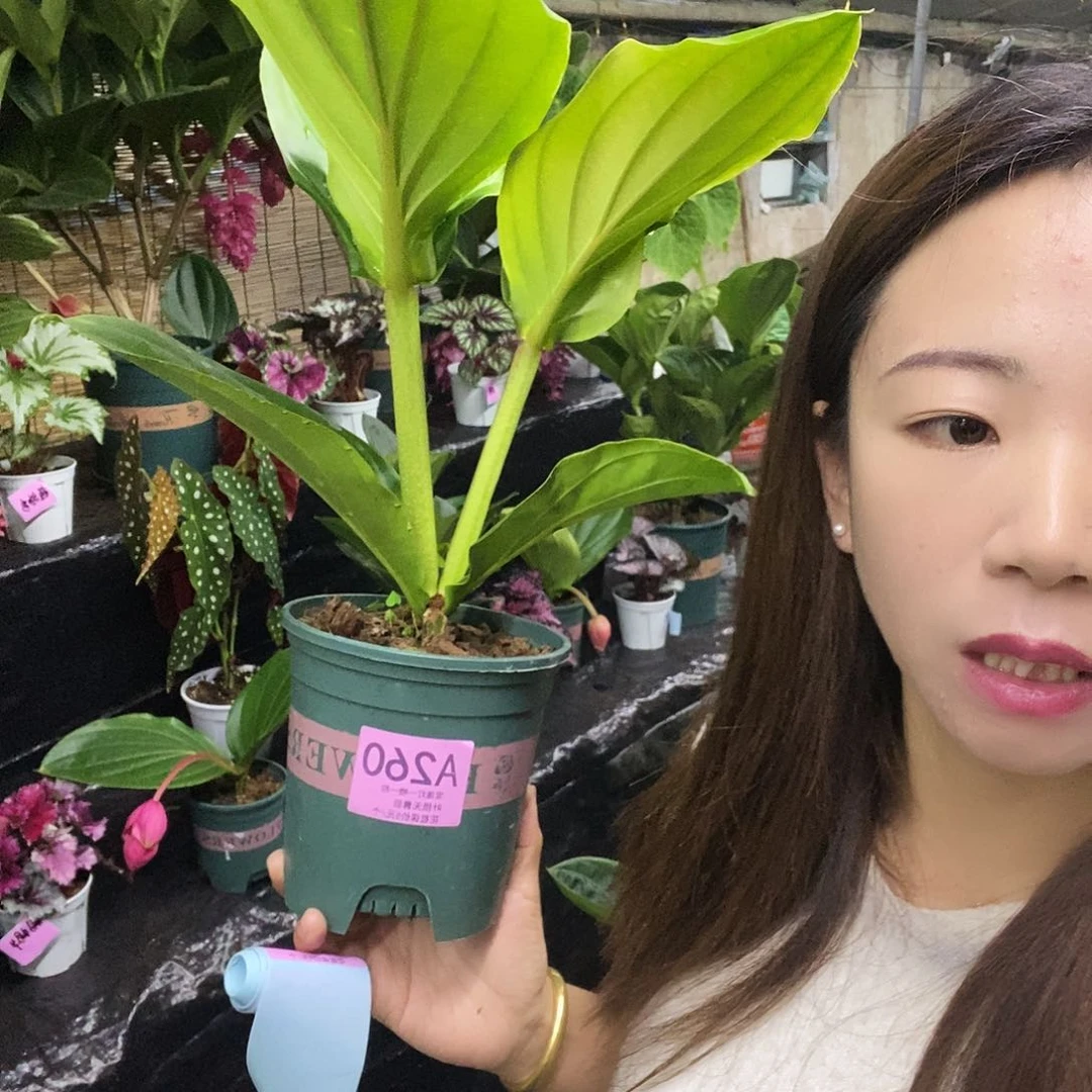 木本植物幸***?木本花卉260