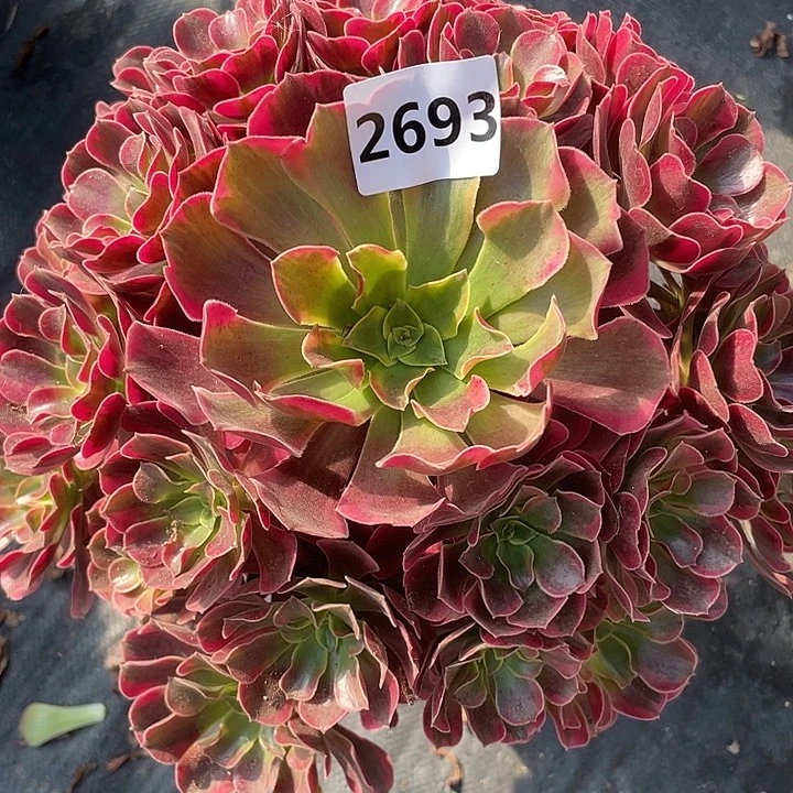 凤冠2693号多肉植物