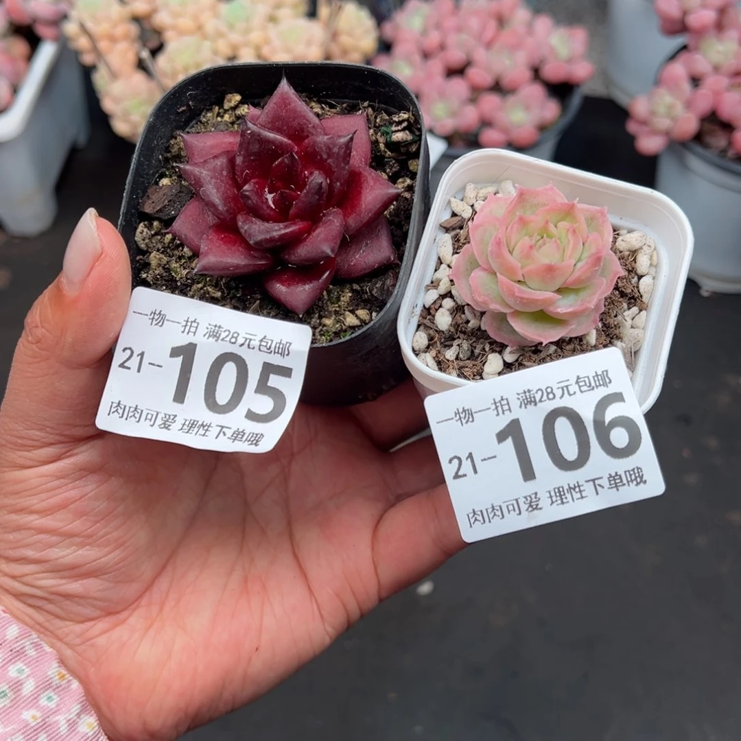 X****x卡宴多多肉多肉多肉