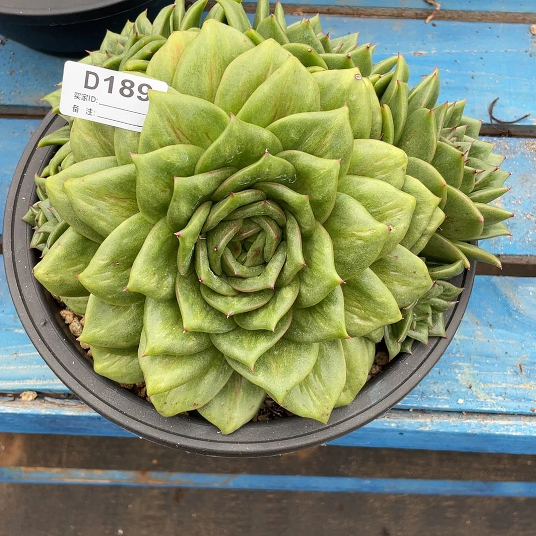 若如东云单拍D189