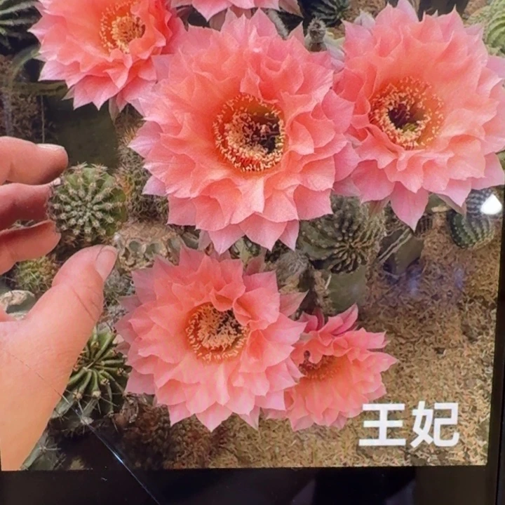 220彩草王妃歪4公分左右无根侧牙，20包邮