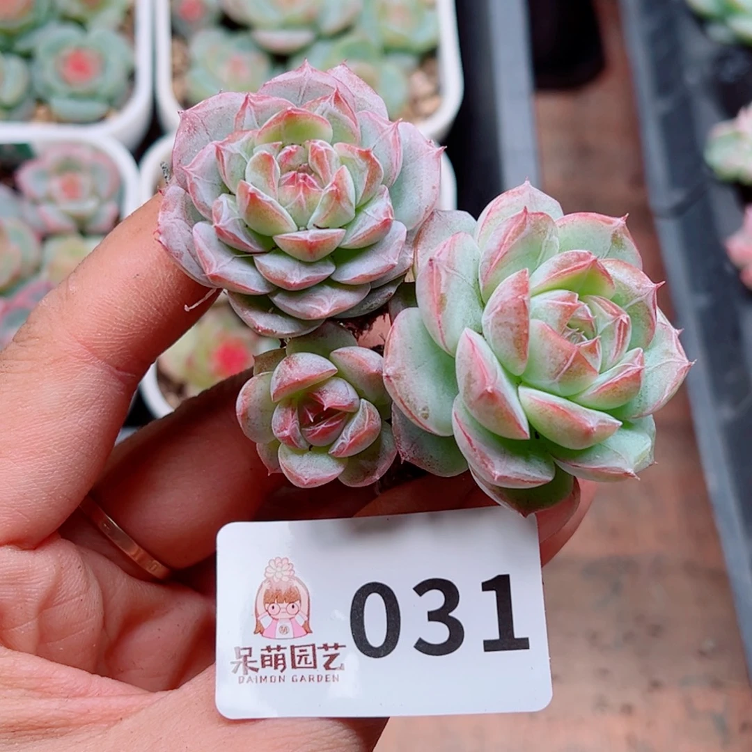 多肉植物多肉植物