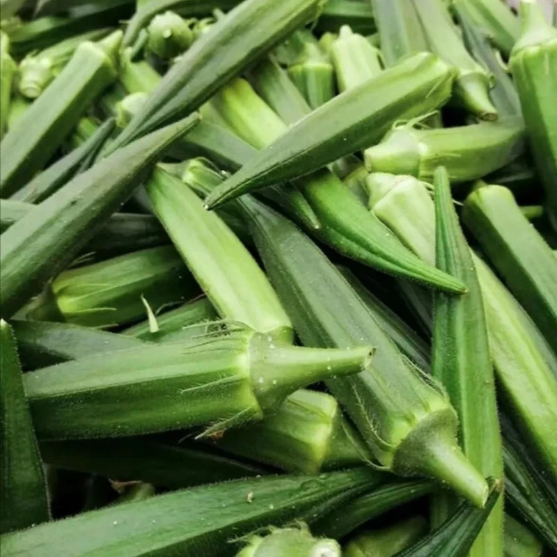 奶油黄秋葵红秋葵种子水果秋葵庭院盆栽蔬菜种籽