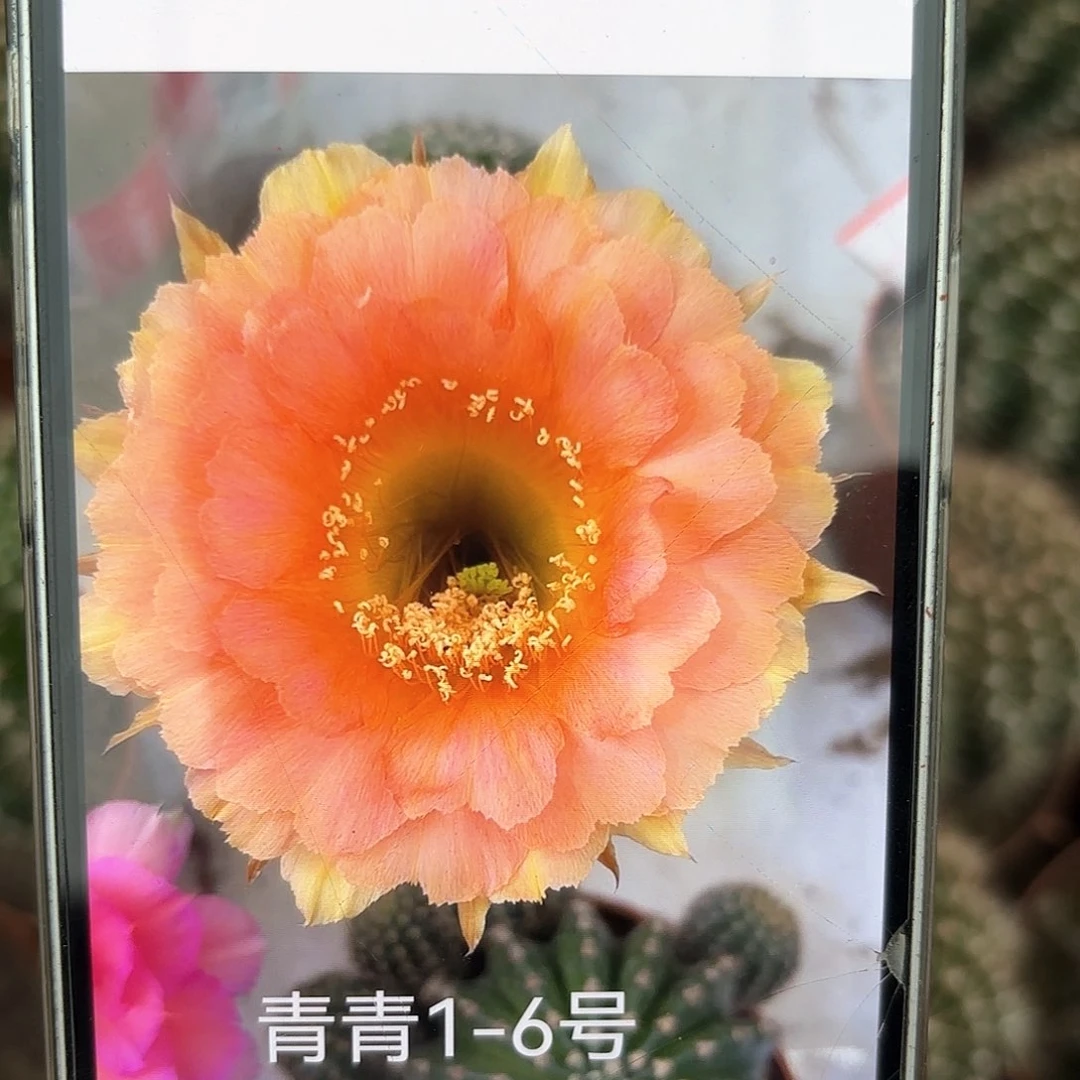 彩草1-6号6.5公分左右