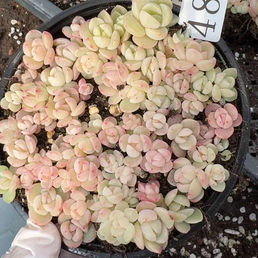 多肉植物多肉植物484