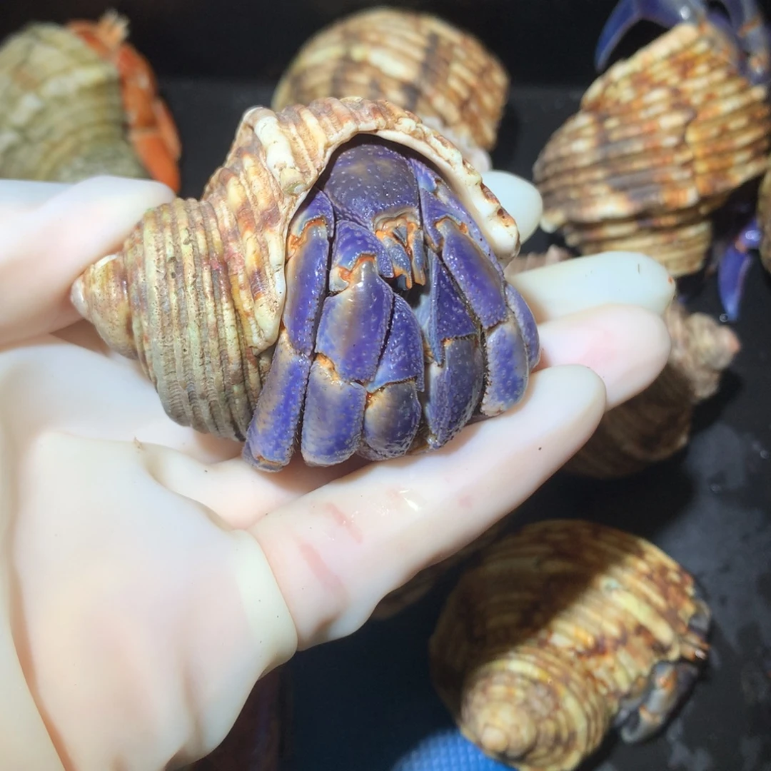 2.8蓝紫色不退不换