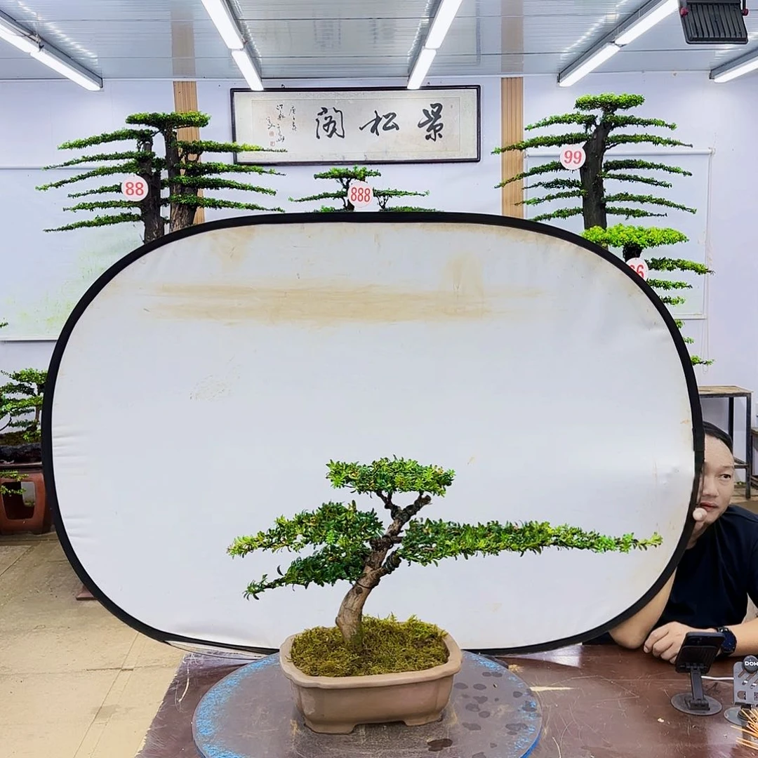 无花朵罗汉松盆景专场直播