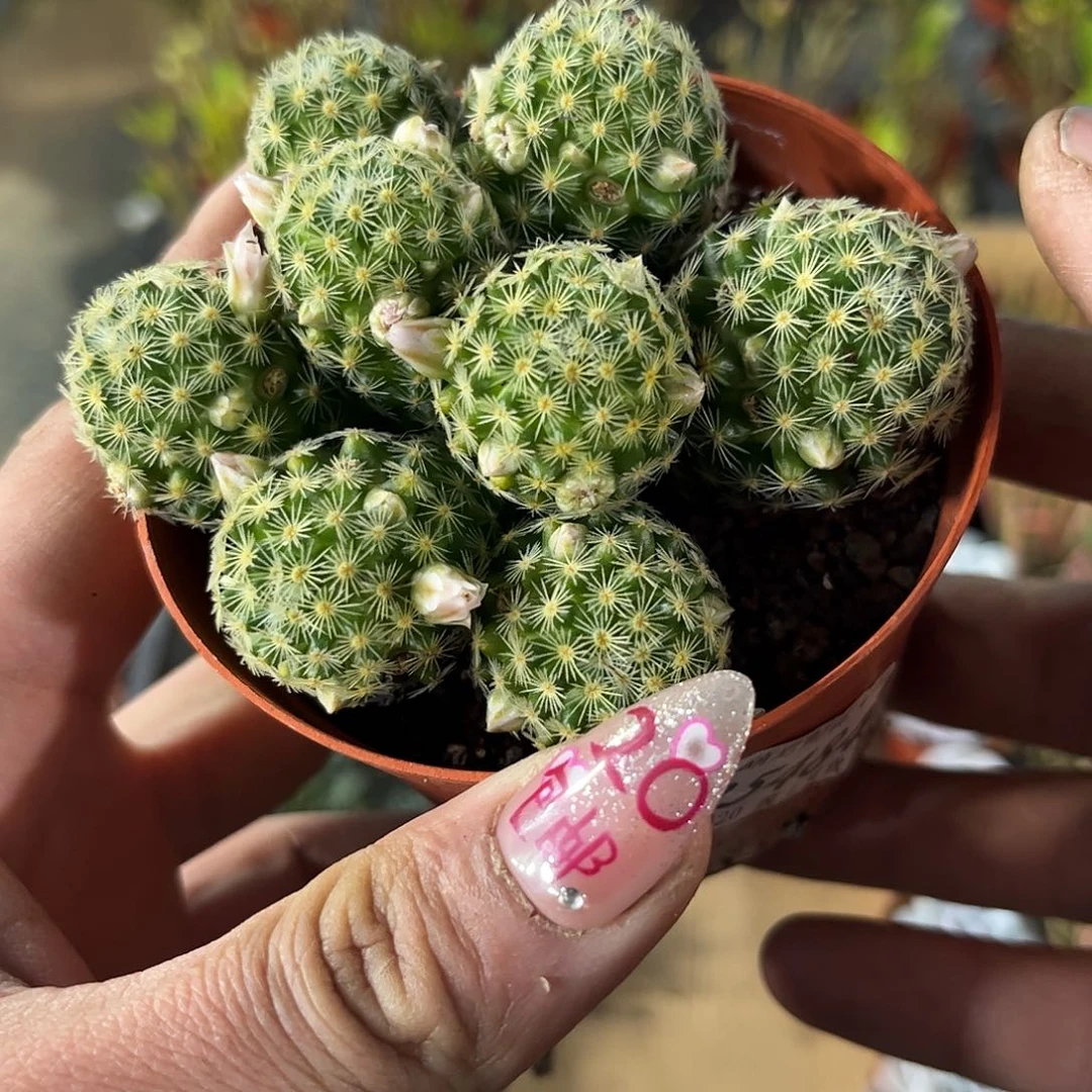 25484一物一拍吉赛尔